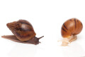 Achatina achatina achatina Nigeria typ 2 albino body juvenil